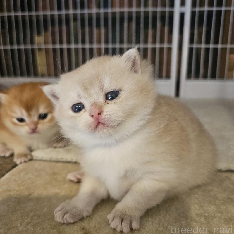 販売中の三重県のブリティッシュショートヘア-139650