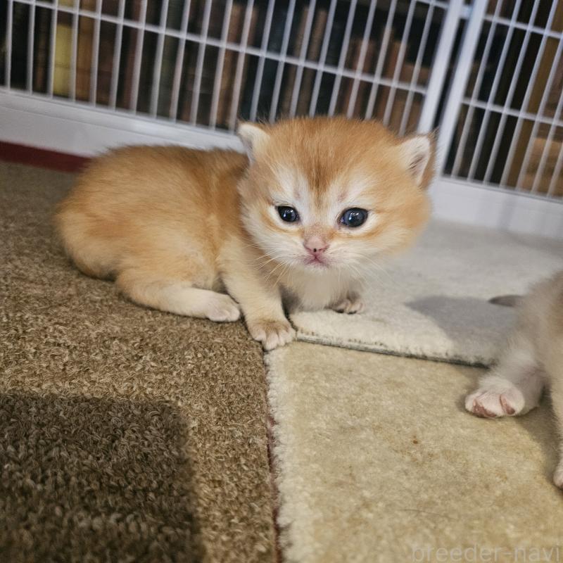 販売中の三重県のブリティッシュショートヘア-139648