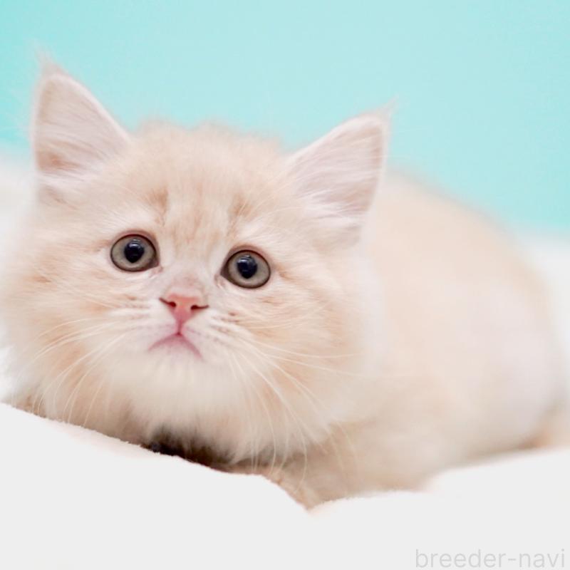 販売中の東京都のサイベリアン-137255の1枚目