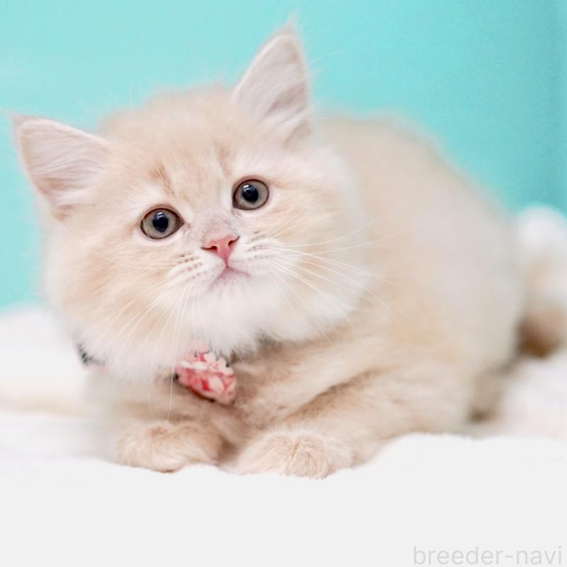 販売中の東京都のサイベリアン-137255の15枚目