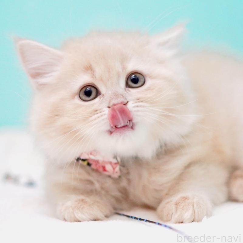 販売中の東京都のサイベリアン-137255の14枚目