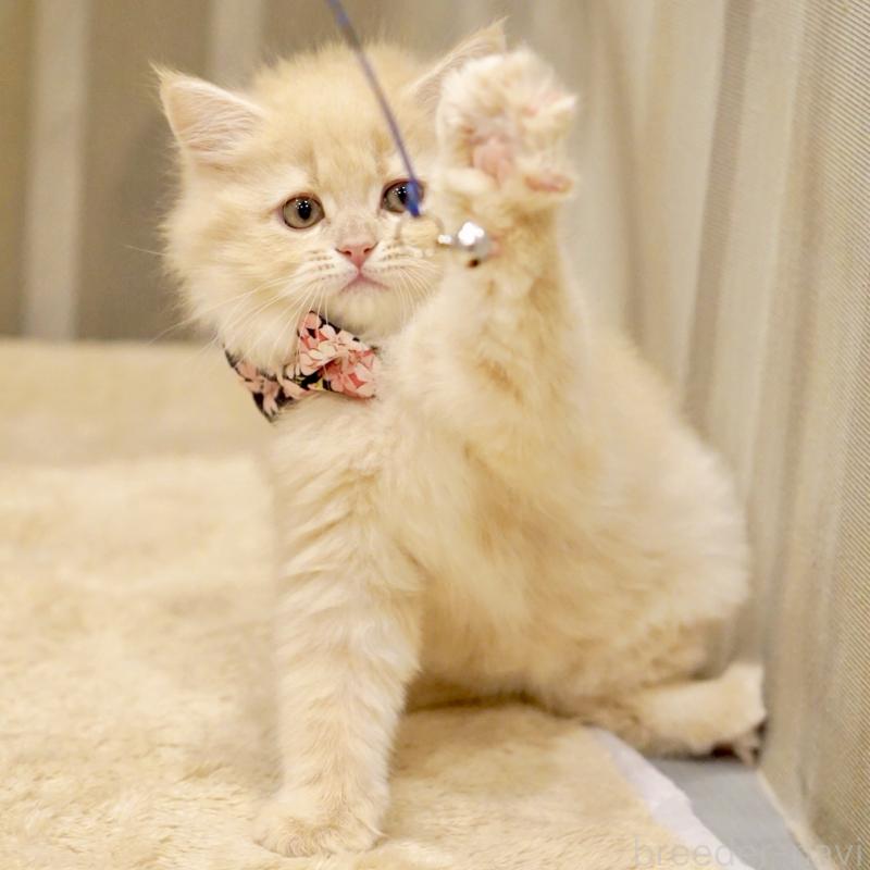 販売中の東京都のサイベリアン-137255の13枚目