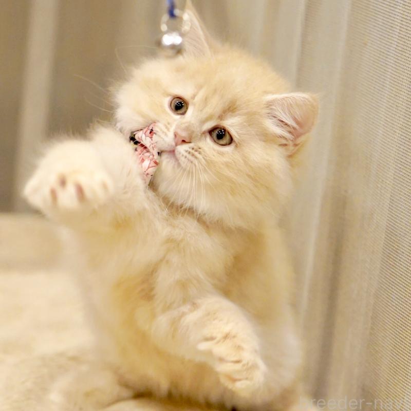 販売中の東京都のサイベリアン-137255の12枚目