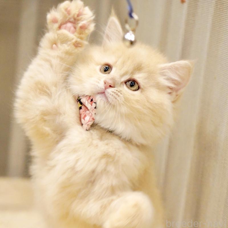 販売中の東京都のサイベリアン-137255の11枚目