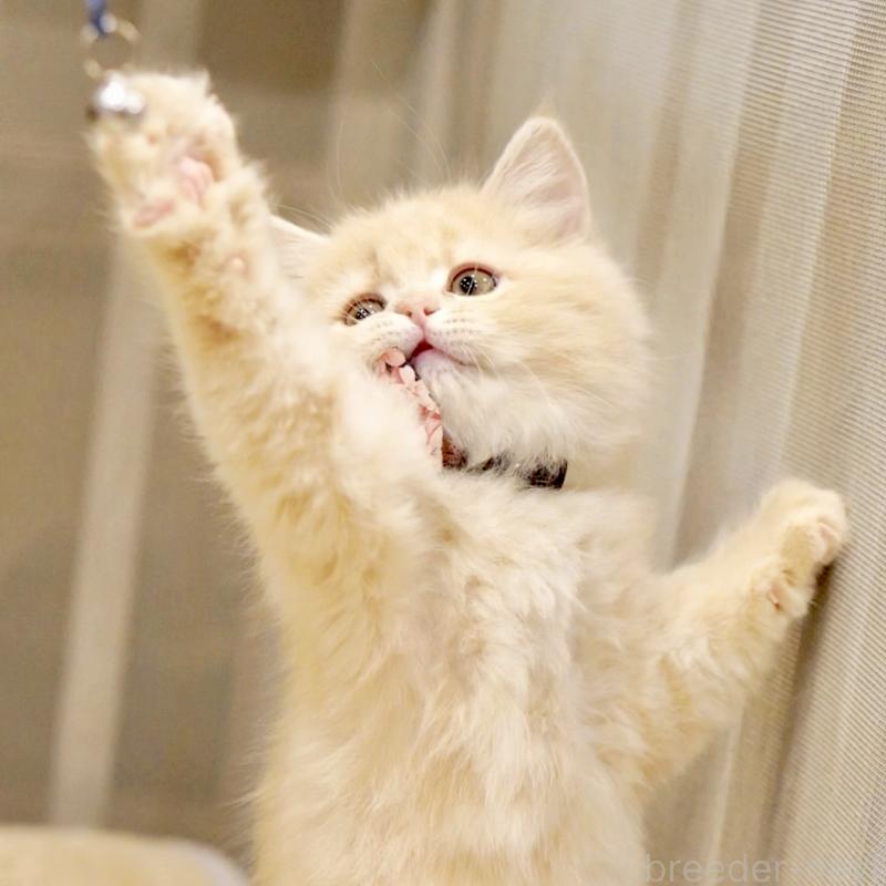 販売中の東京都のサイベリアン-137255の10枚目