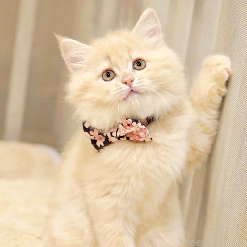 販売中の東京都のサイベリアン-137255の9枚目