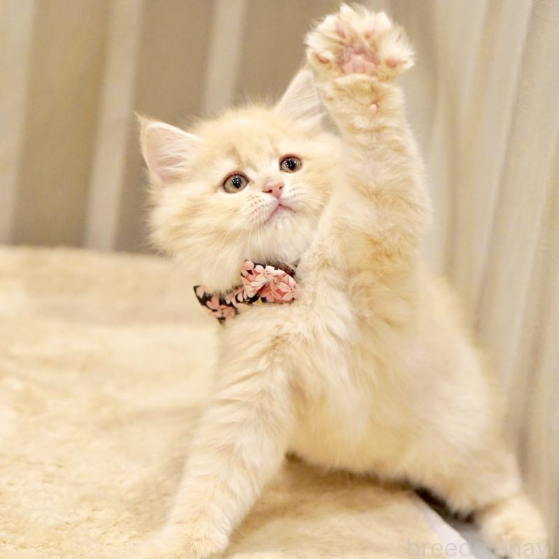 販売中の東京都のサイベリアン-137255の8枚目