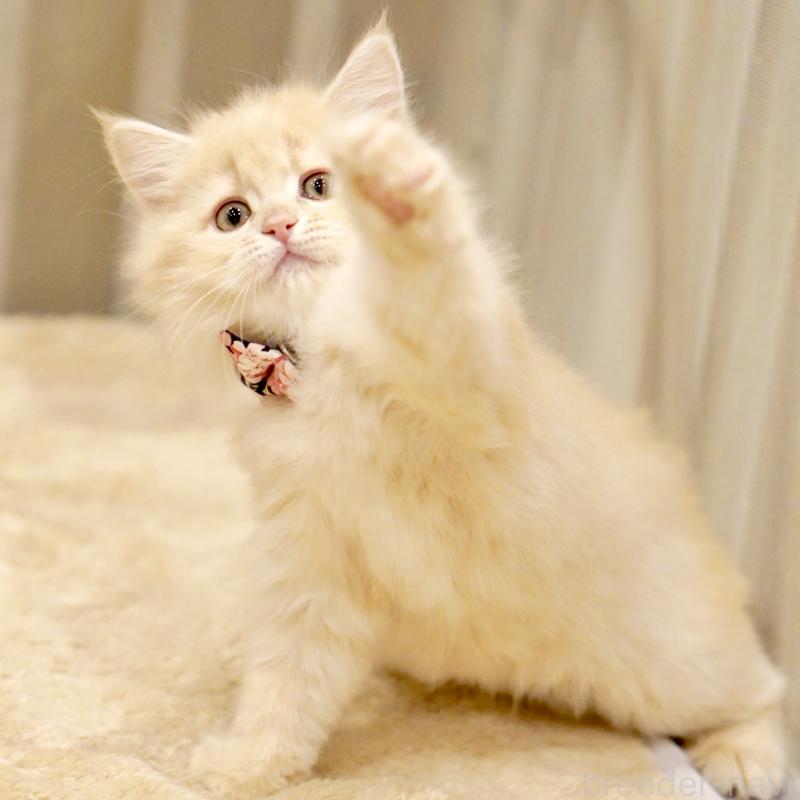 販売中の東京都のサイベリアン-137255の7枚目