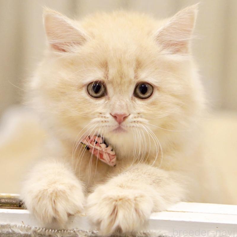 販売中の東京都のサイベリアン-137255の6枚目