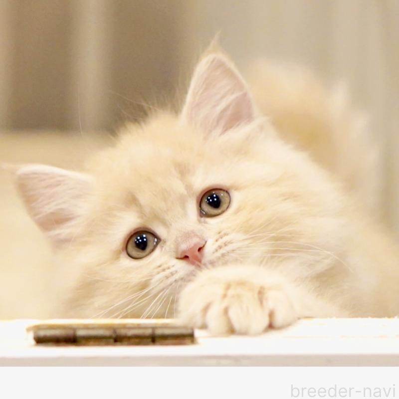 販売中の東京都のサイベリアン-137255の5枚目