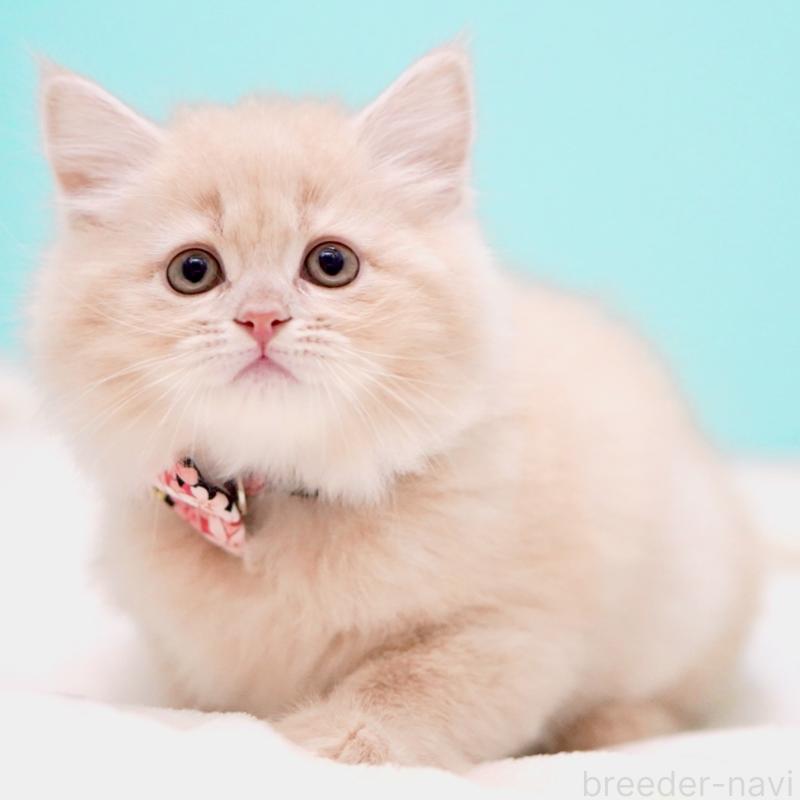 販売中の東京都のサイベリアン-137255の4枚目