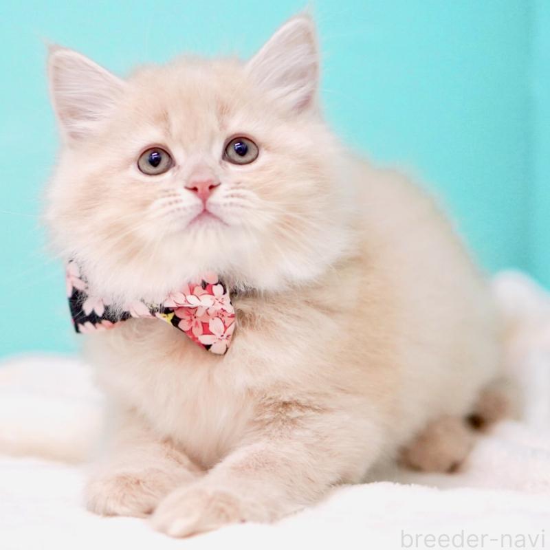 販売中の東京都のサイベリアン-137255の3枚目