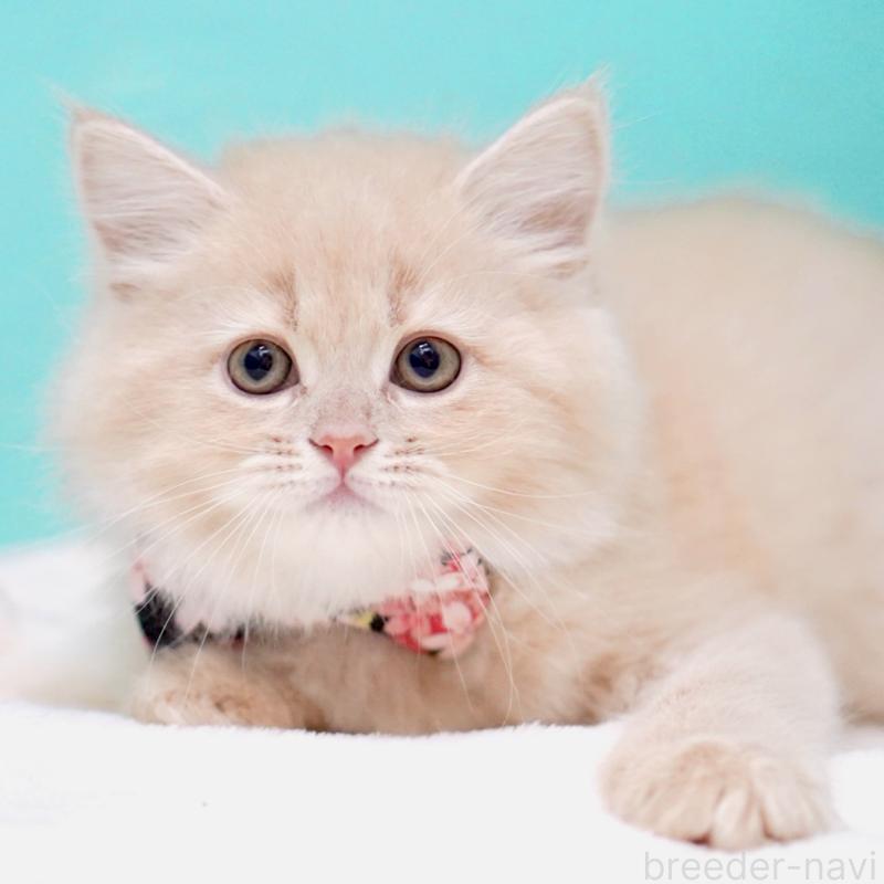 販売中の東京都のサイベリアン-137255の2枚目