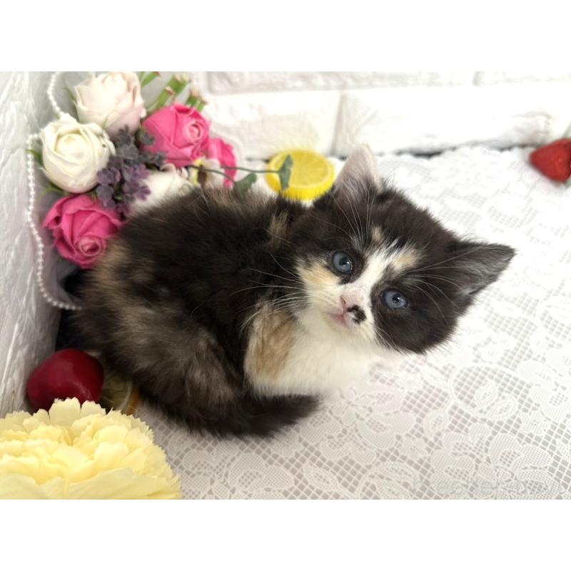 販売中の埼玉県のマンチカン-140215の1枚目