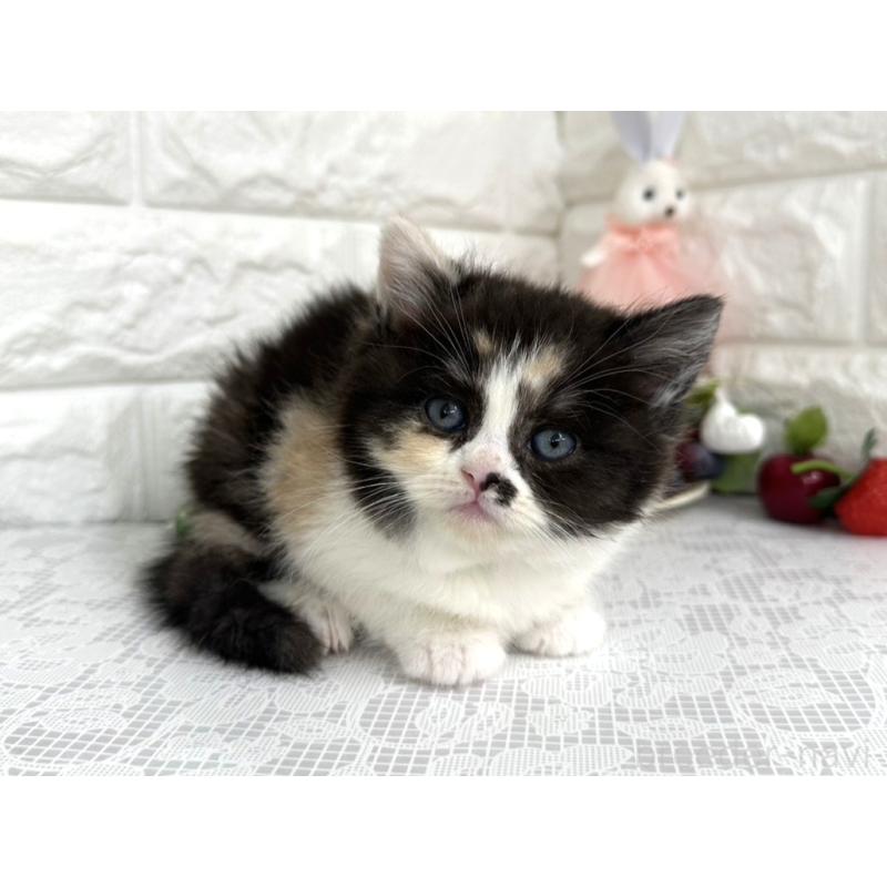 販売中の埼玉県のマンチカン-140215の6枚目