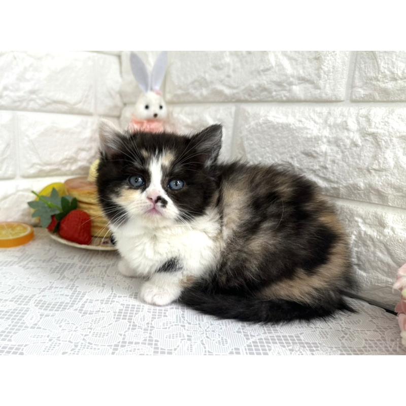 販売中の埼玉県のマンチカン-140215の5枚目