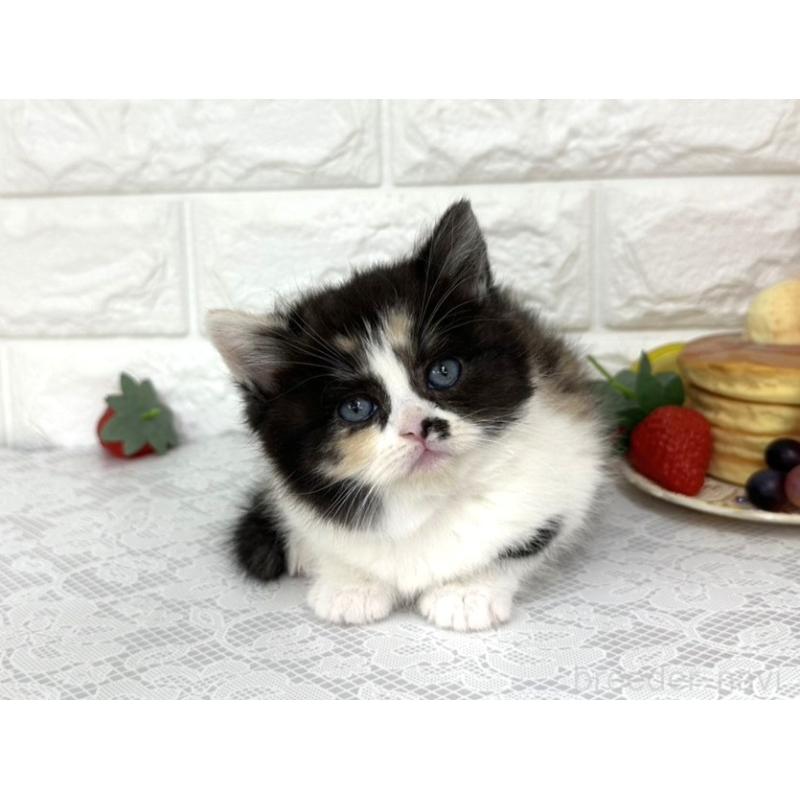 販売中の埼玉県のマンチカン-140215の4枚目