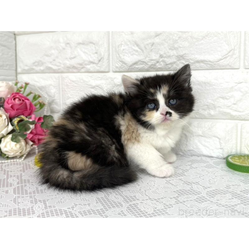 販売中の埼玉県のマンチカン-140215の3枚目