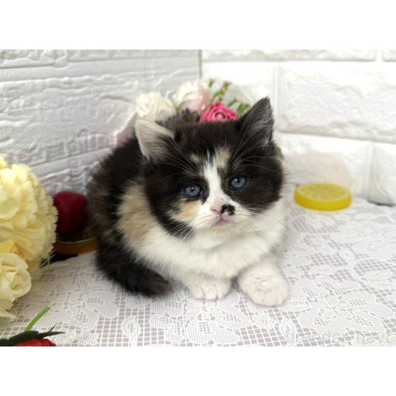 販売中の埼玉県のマンチカン-140215の2枚目