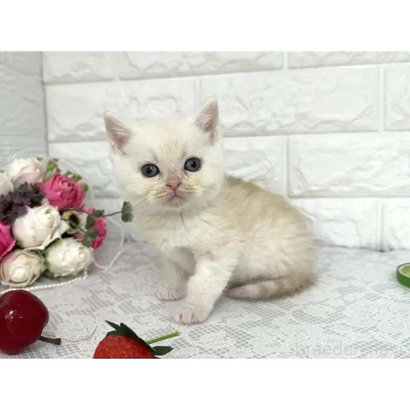 販売中の埼玉県のミヌエット-140216