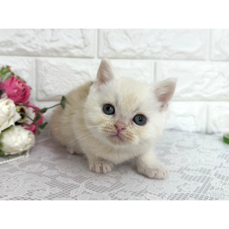 販売中の埼玉県のミヌエット-140216の6枚目