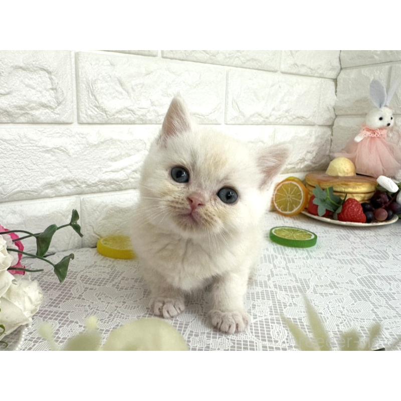 販売中の埼玉県のミヌエット-140216の5枚目