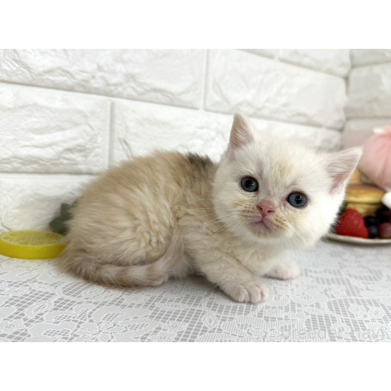 販売中の埼玉県のミヌエット-140216の4枚目