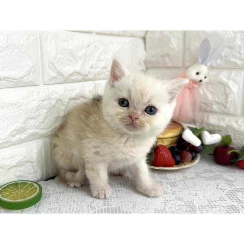 販売中の埼玉県のミヌエット-140216の3枚目