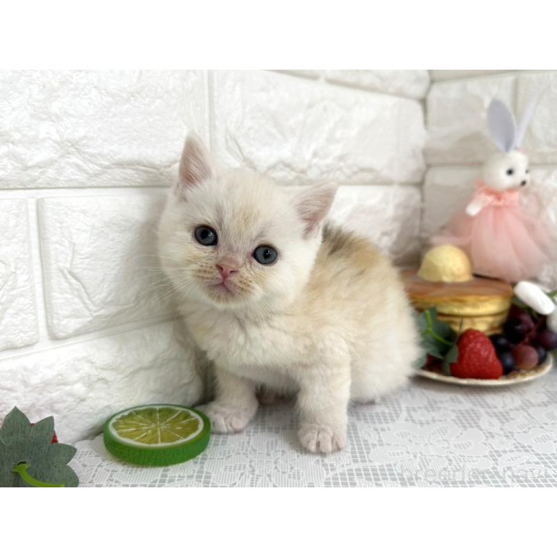 販売中の埼玉県のミヌエット-140216の2枚目