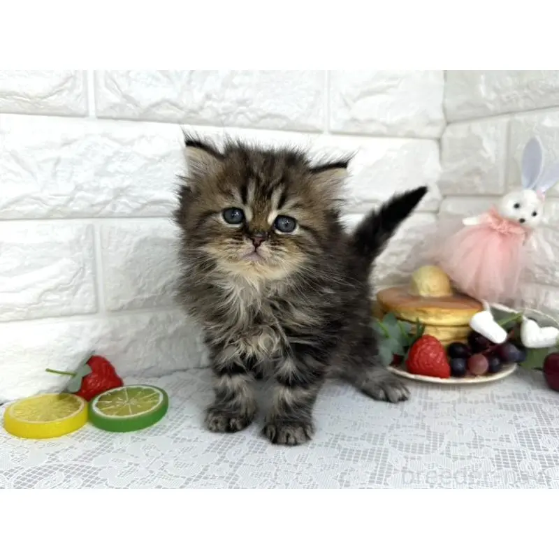 販売中の埼玉県のミヌエット-140217の1枚目