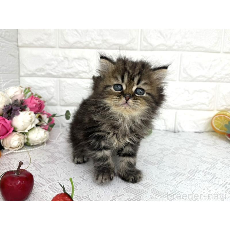 販売中の埼玉県のミヌエット-140217の6枚目