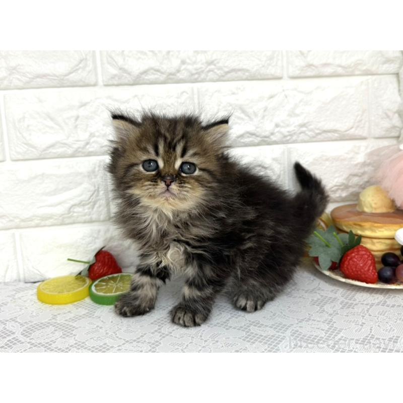 販売中の埼玉県のミヌエット-140217の5枚目