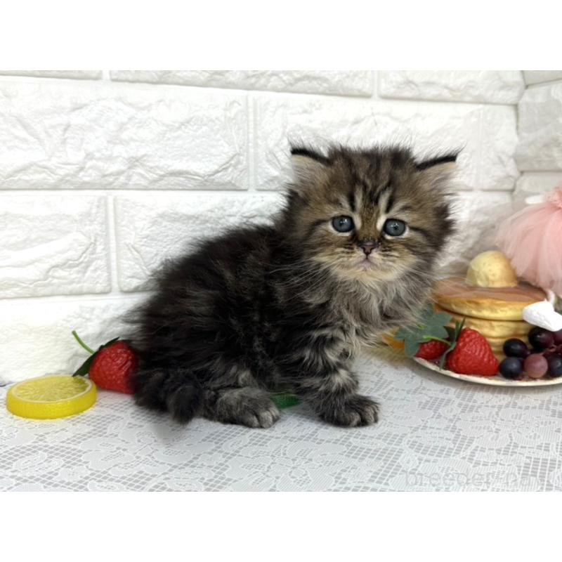 販売中の埼玉県のミヌエット-140217の4枚目