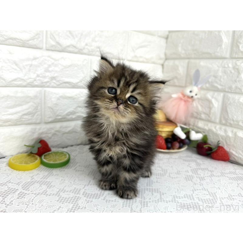 販売中の埼玉県のミヌエット-140217の3枚目