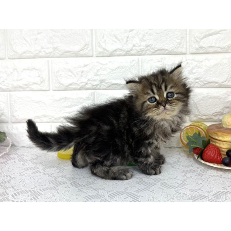 販売中の埼玉県のミヌエット-140217の2枚目