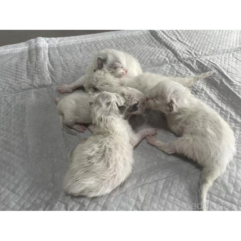 販売中の茨城県のラグドール-140218の3枚目