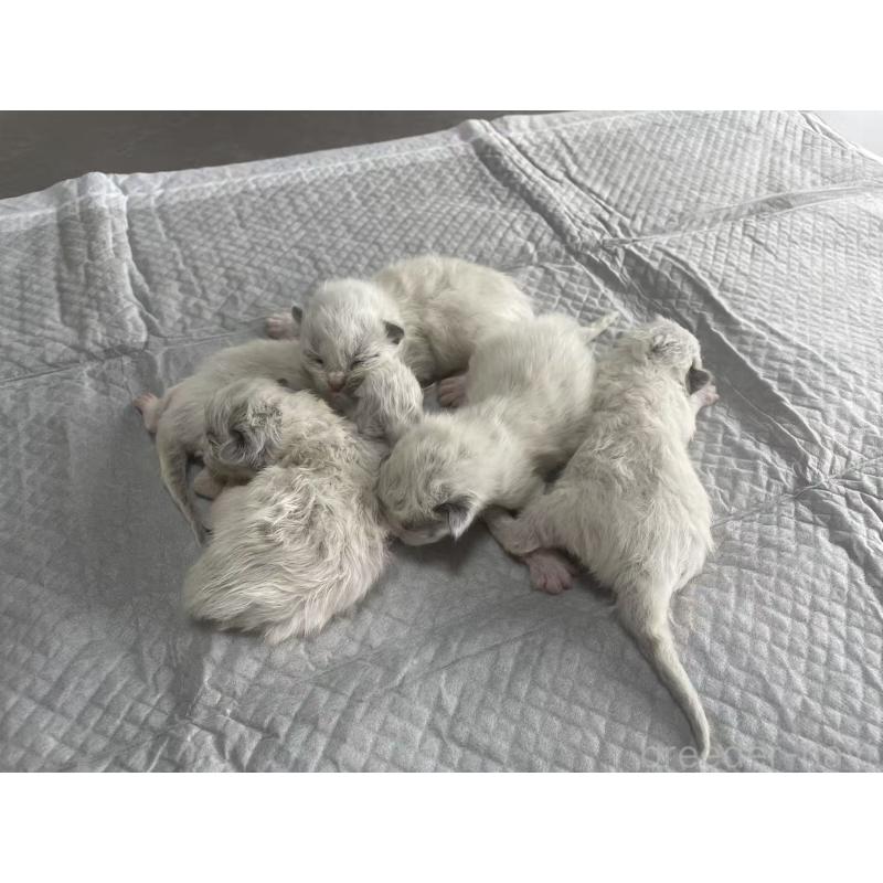 販売中の茨城県のラグドール-140218の2枚目