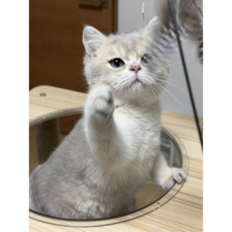 販売中の東京都のブリティッシュショートヘア-140219の6枚目