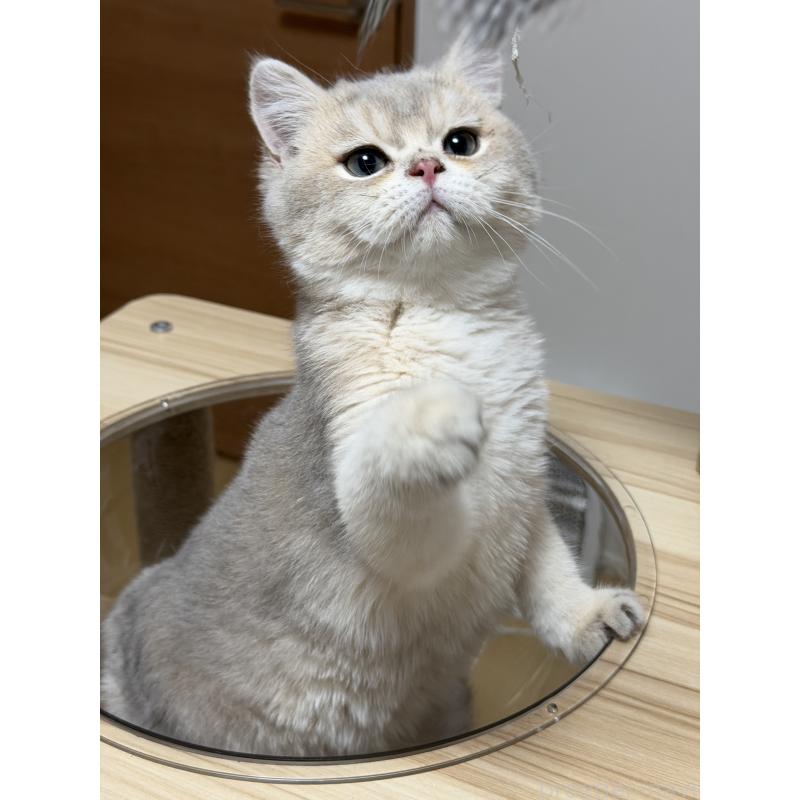 販売中の東京都のブリティッシュショートヘア-140219の5枚目