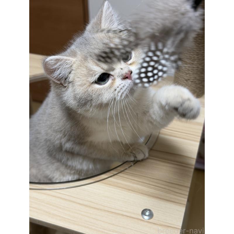 販売中の東京都のブリティッシュショートヘア-140219の4枚目