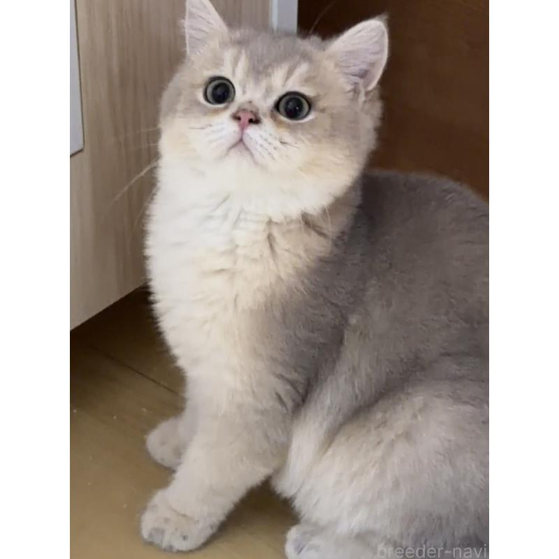 販売中の東京都のブリティッシュショートヘア-140219の2枚目