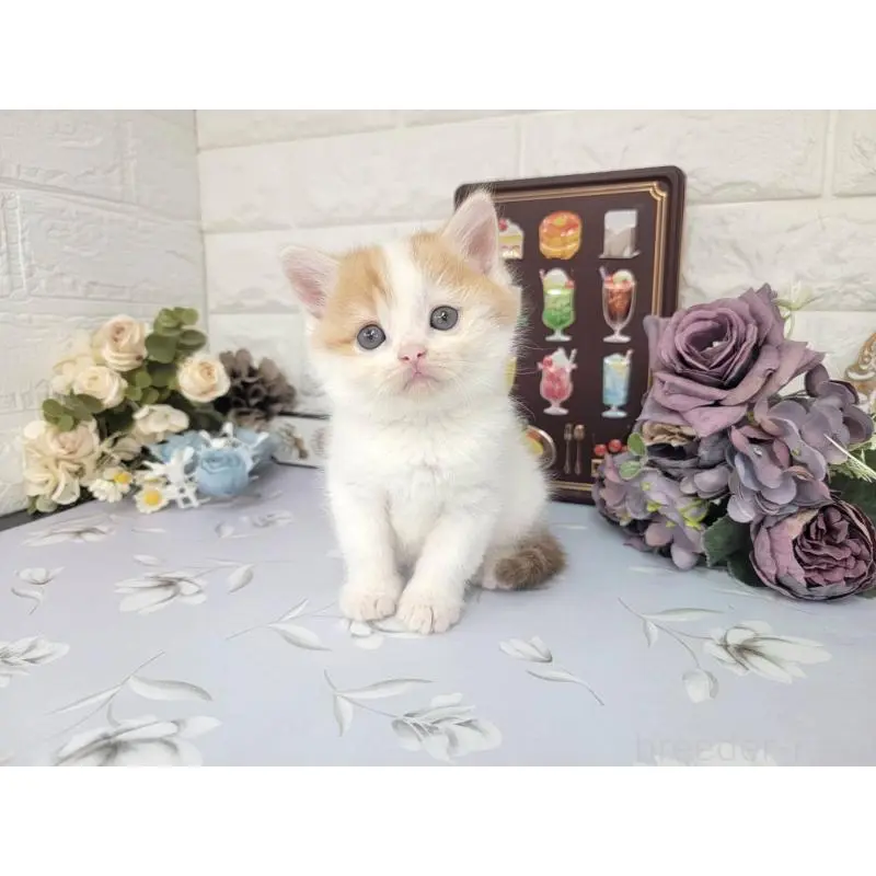 販売中の埼玉県のマンチカン-140221