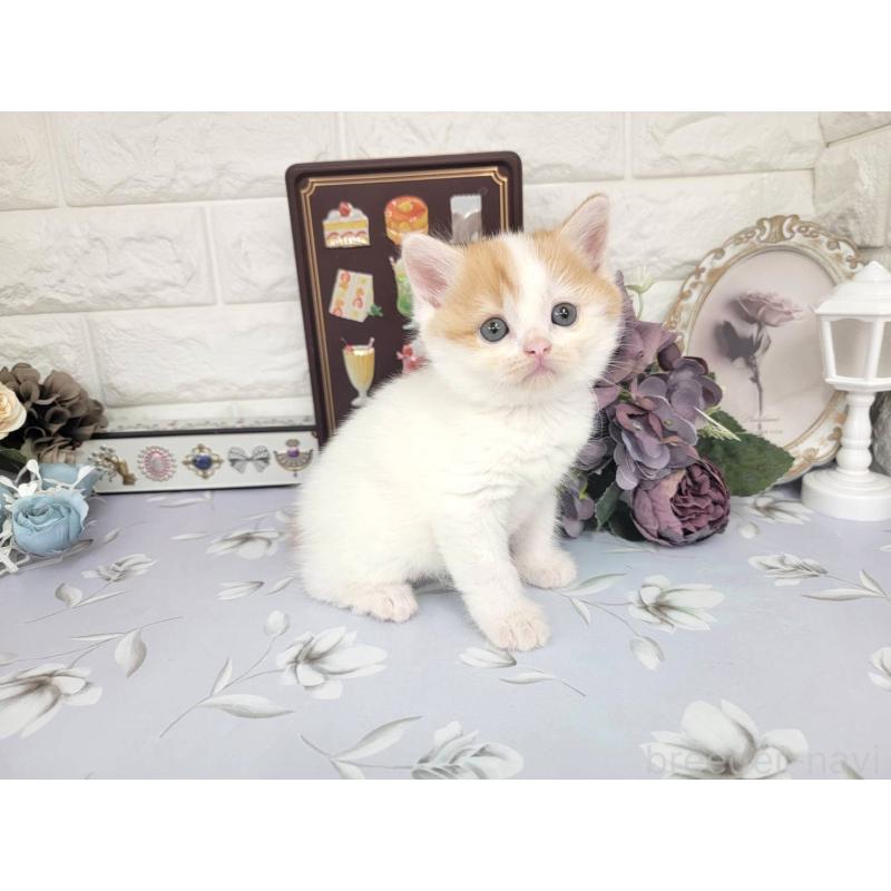 販売中の埼玉県のマンチカン-140221の6枚目