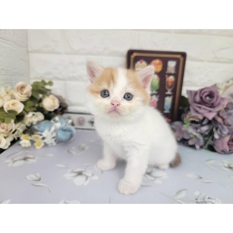 販売中の埼玉県のマンチカン-140221の5枚目