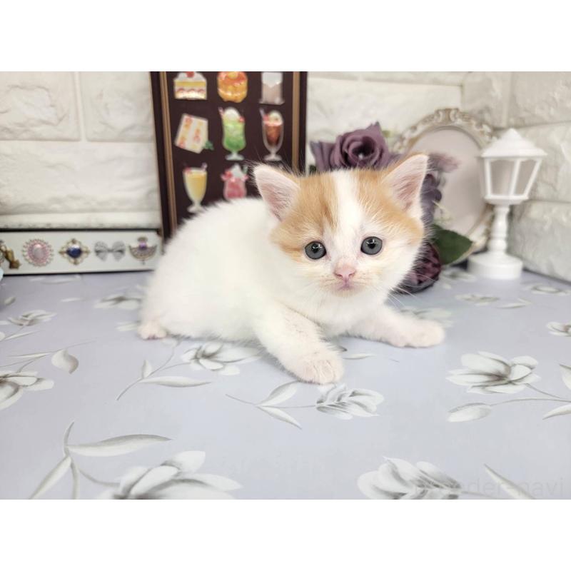 販売中の埼玉県のマンチカン-140221の4枚目