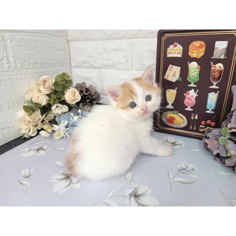 販売中の埼玉県のマンチカン-140221の3枚目