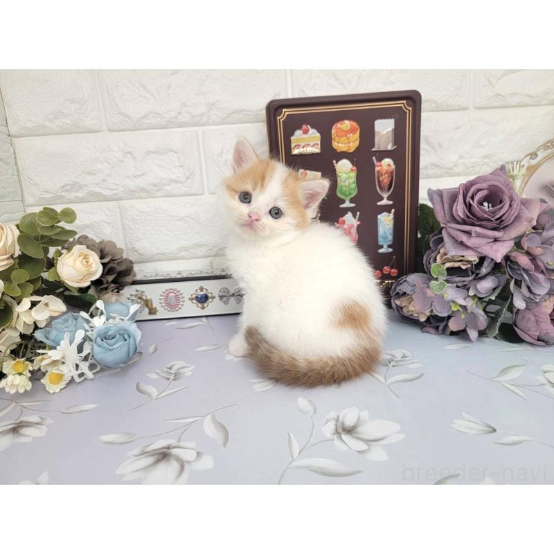 販売中の埼玉県のマンチカン-140221の2枚目