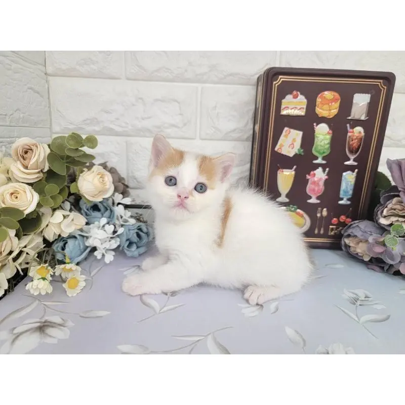 販売中の埼玉県のマンチカン-140222