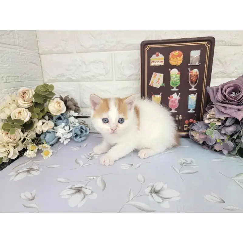 販売中の埼玉県のマンチカン-140222の6枚目