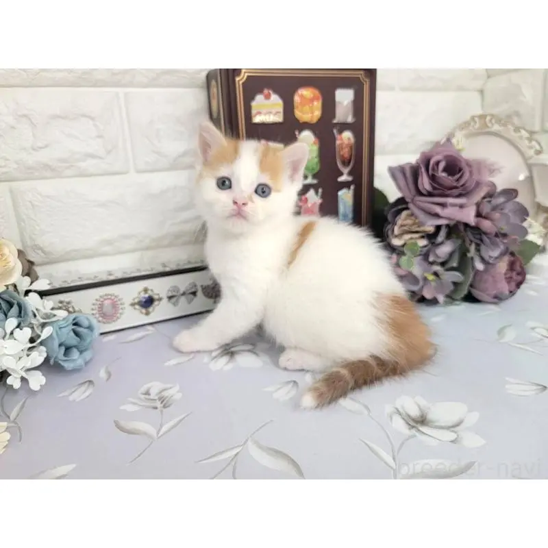 販売中の埼玉県のマンチカン-140222の5枚目